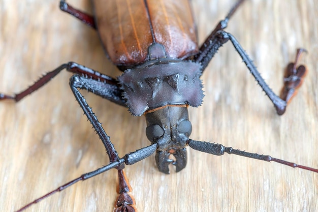 Giant Fijian longhorn beetle from island Koh Phangan Thailand Closeup macro Giant Fijian longhorned beetle Xixuthrus heros is one of largest living insect speciesLarge tropical beetle species