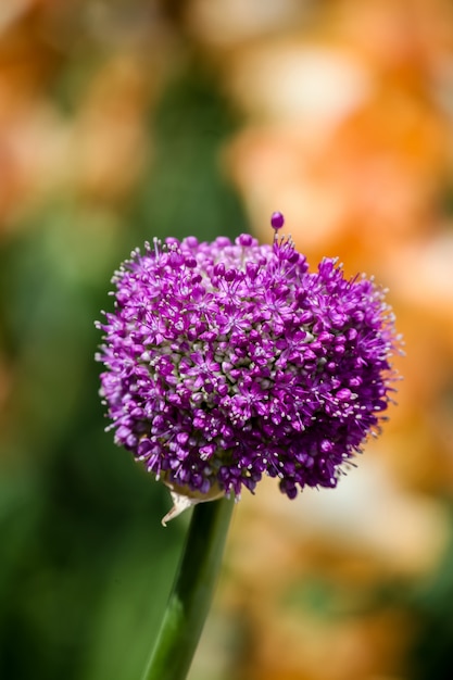 Giant Flowering Onion 