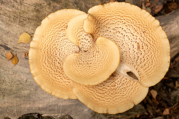 Foto funghi giganti della foresta driadi sella fagiani fungo posteriore polyporus squamoso polyporus squamosus cerioporus squamosus su un tronco d'albero