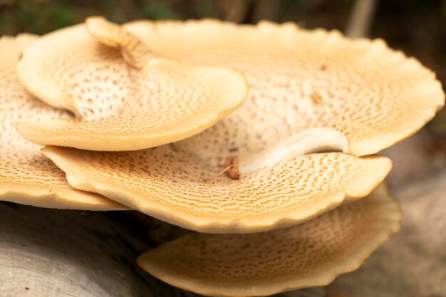 거대한 숲 버섯 드라이어드 안장 꿩 뒷다리 버섯 비늘 폴리포러스 폴리포루스 스콰모수스 나무 줄기 위의 Cerioporus squamosus