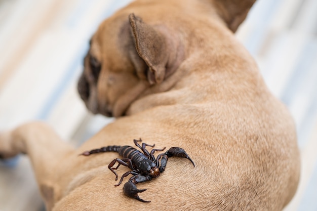 巨大な森のサソリが室内の犬の背中を這う