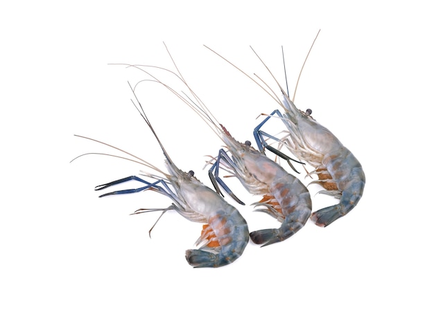 Giant freshwater prawn, Fresh shrimp isolate