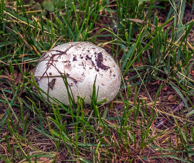 Giant Golovach Latin Calvatia gigantea is een soort schimmel uit het geslacht Golovach Bovista