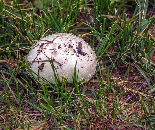 Foto giant golovach latin calvatia gigantea è una specie di funghi del genere golovach bovista