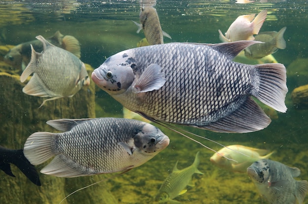 巨大なgourami魚（Osphronemusゴラミ）池で泳ぐ