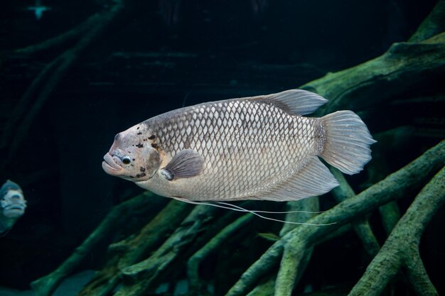Photo giant gourami fish in the tank