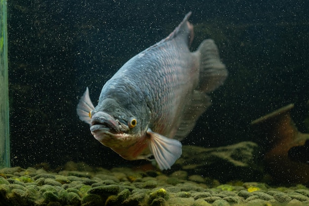 タンク内の巨大なグラミー魚xA