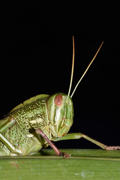 A giant grasshopper rests on a leaf. Macro world of Bali, Indonesia.