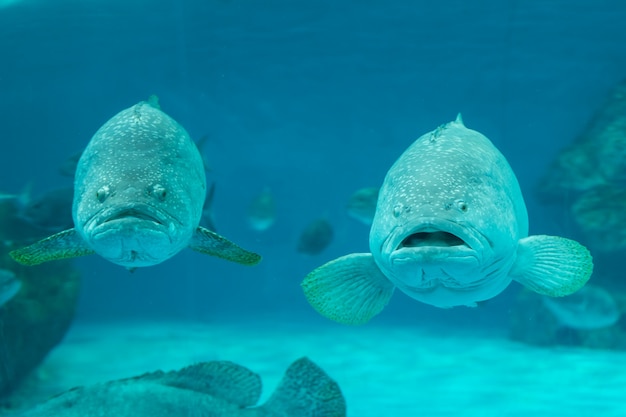 Giant grouper in the sea