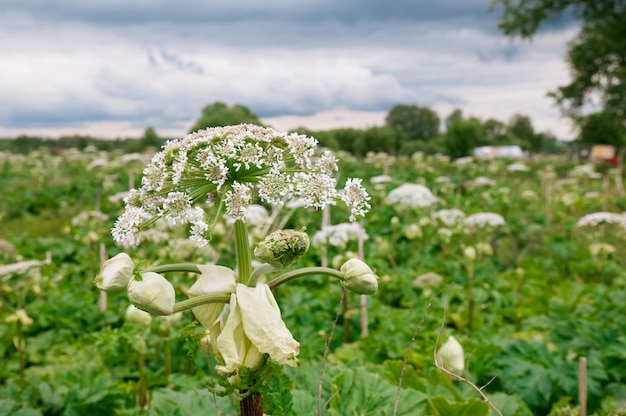 Giant Hogweed (Heracleum Mentagazzanium)