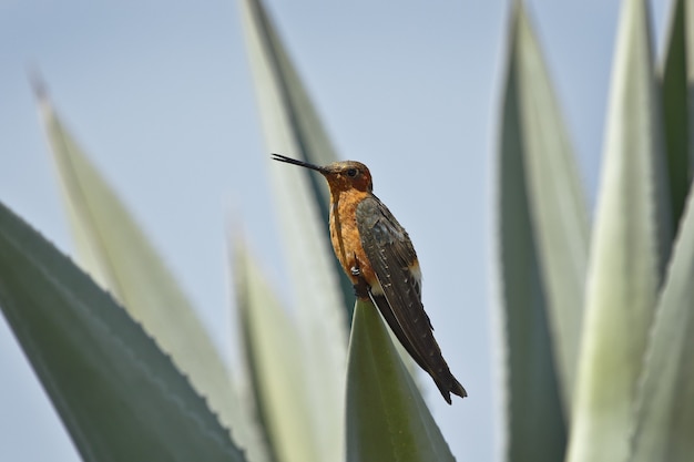 Giant hummingbird