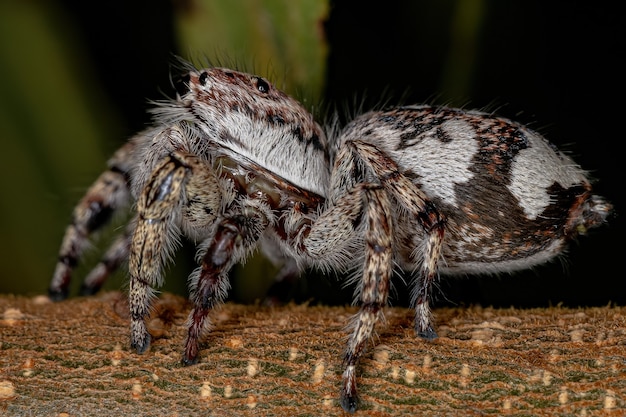 Giant Jumping Spider of the Subfamily salticinae