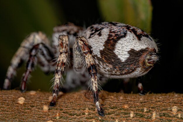 Giant Jumping Spider of the Subfamily salticinae