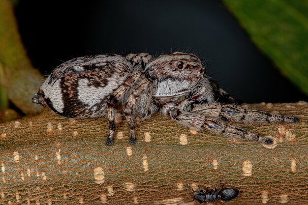 Giant Jumping Spider of the Subfamily salticinae