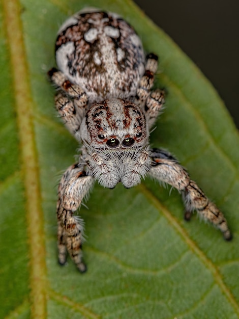 Giant Jumping Spider van de onderfamilie salticinae
