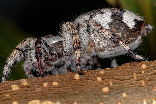 Giant Jumping Spider van de onderfamilie salticinae