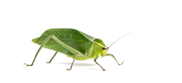 Giant katydid, Stilpnochlora couloniana, in front of white