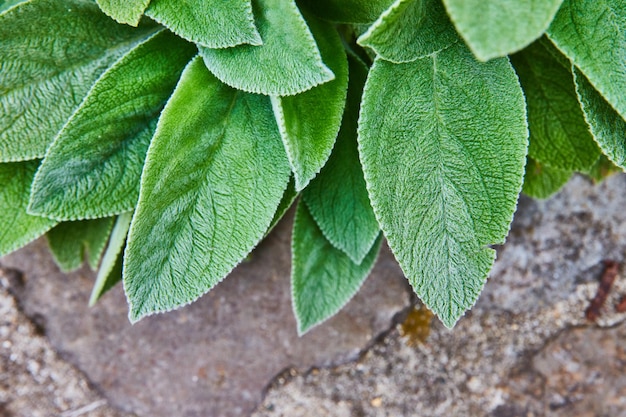 Giant Lambs Ear perennial flowering plant with soft green leaves over textured stone path