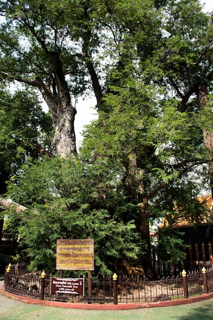 Giant large tamarine tree plant 1000 year old in Khum Khun Phaen garden park in Wat Khae temple for thai people and foreign travelers visit at Suphanburi on December 13 2022 in Suphan Buri Thailand