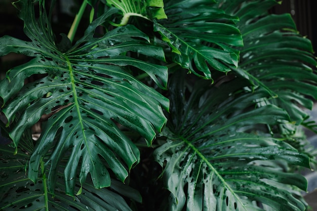 Giant Monstera verlaat tropische plant