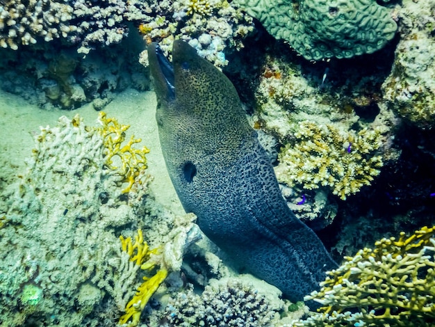 Giant moray eel between the corals in the red sea