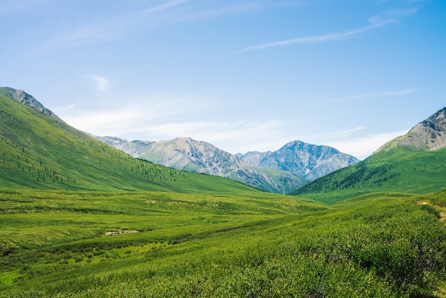 Giant mountains with snow above green valley with meadow and forest in sunny day. Rich vegetation of highlands in sunlight. Amazing mountain landscape of majestic nature.