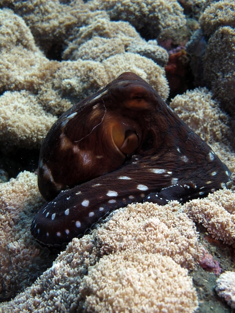 A giant octopus swims along coral reef. Sea life of Bali.