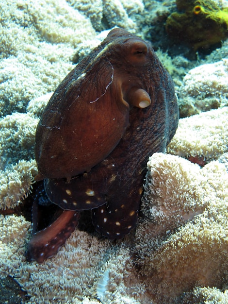 サンゴ礁に沿って泳ぐ巨大なタコ。バリ島の海の生き物。