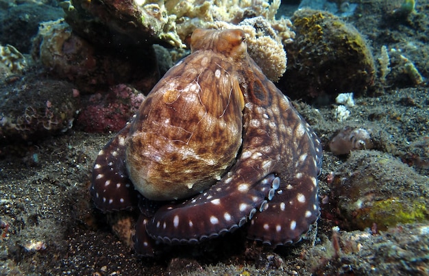 A giant octopus swims along a coral reef. Sea life of Bali.