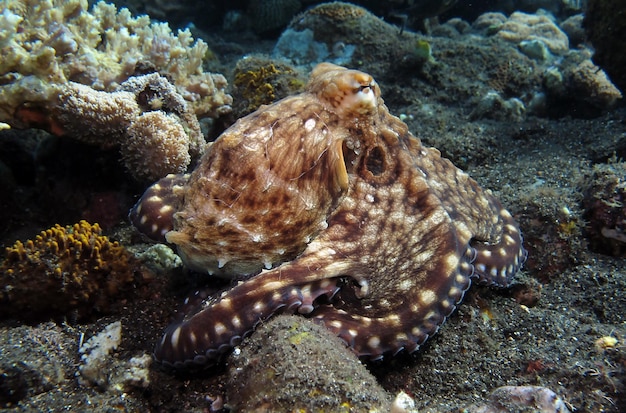 A giant octopus swims along a coral reef. Sea life of Bali.