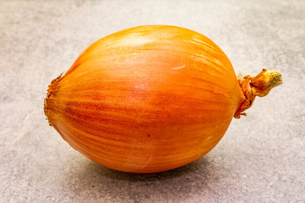 Giant onion bulb