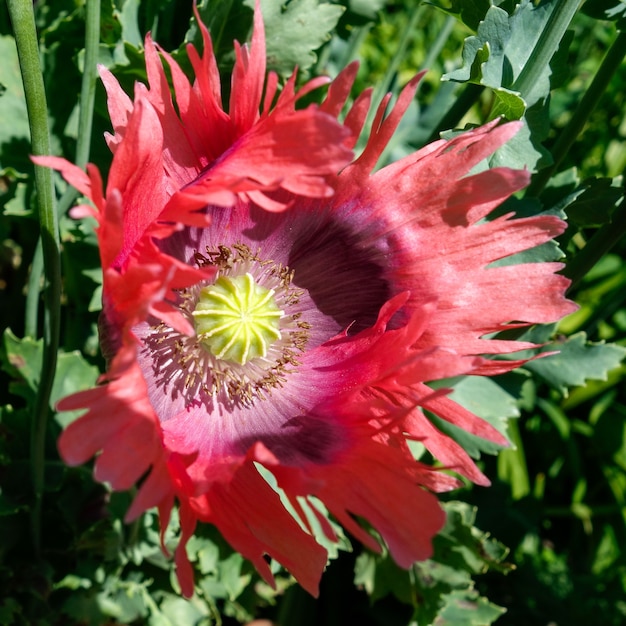 巨大ケシPionvallmo（Papaver somniferum）