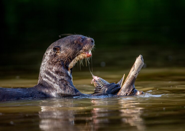 Фотография гигантская выдра ест рыбу в воде