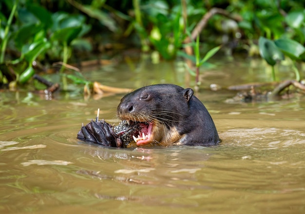 Giant otter is eating fish in water