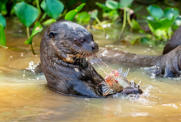 Giant otter is eating fish in water