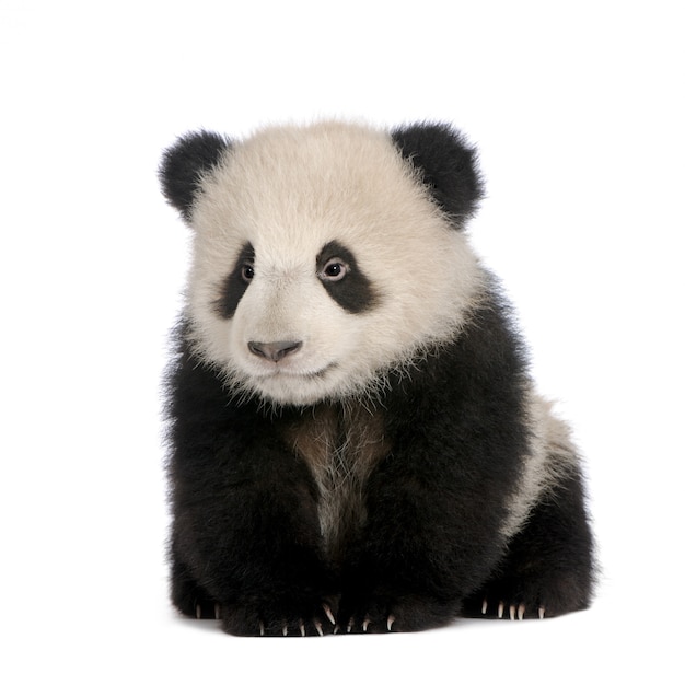 Giant Panda, Ailuropoda melanoleuca on a white isolated