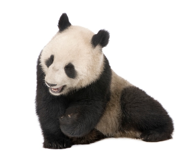 Giant Panda, Ailuropoda melanoleuca on a white isolated