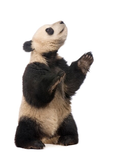 Photo giant panda, ailuropoda melanoleuca on a white isolated