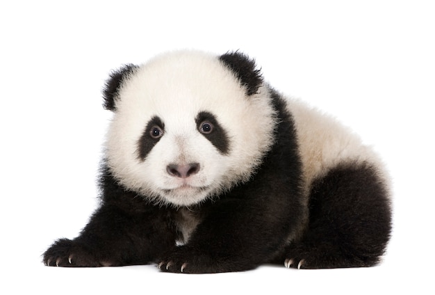 Giant Panda, Ailuropoda melanoleuca on a white isolated