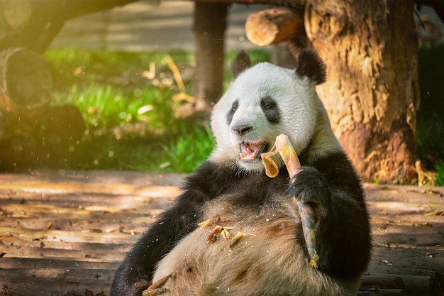 Giant panda bear in China