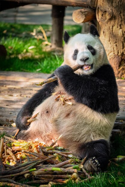 Photo giant panda bear in china