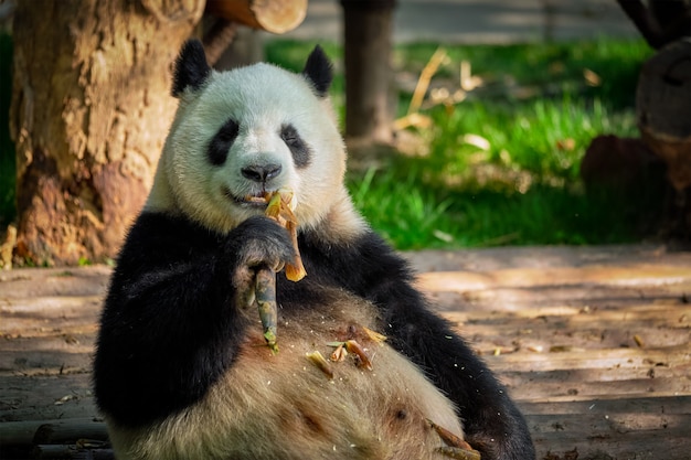 Orso panda gigante in cina