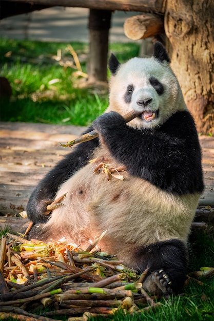 중국의 자이언트 팬더 곰