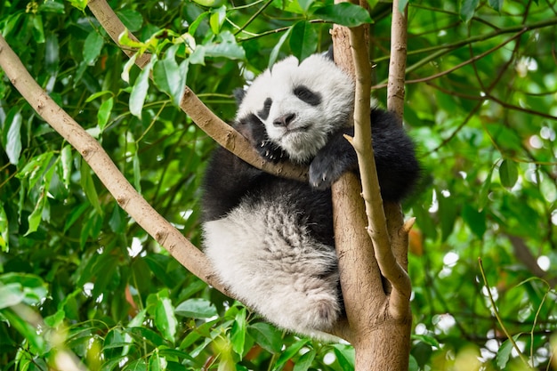 Giant panda bear in China