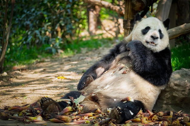 Giant panda bear in China