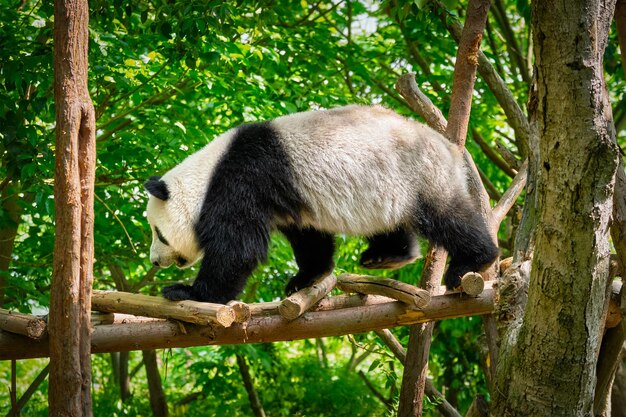 写真 中国 の 巨大 な パンダ 熊