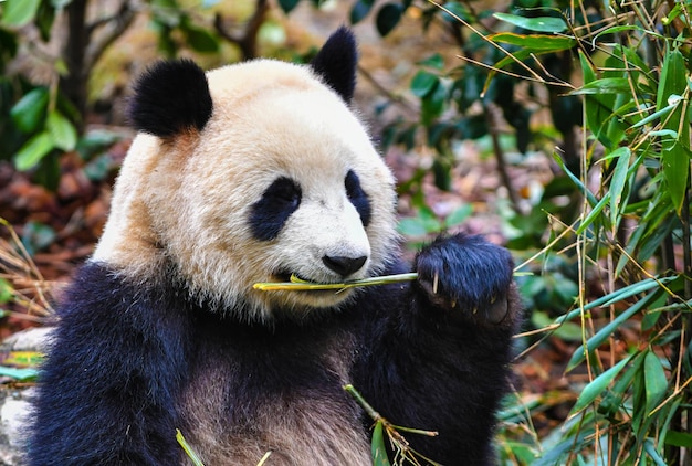 写真 chengduchinaで竹を食べるジャイアントパンダ