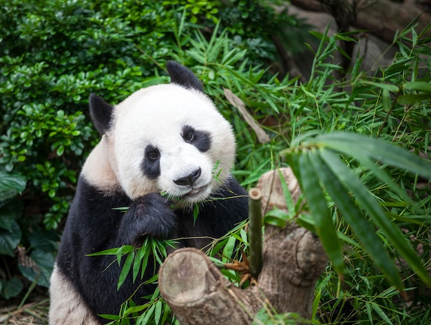 Giant panda eating bamboo leaves