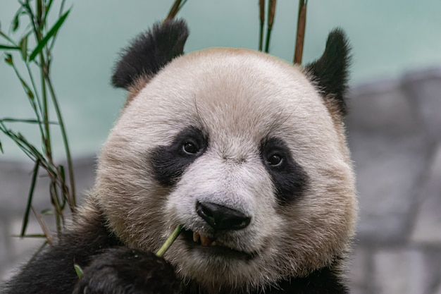 Foto panda gigante, mangiando bambù