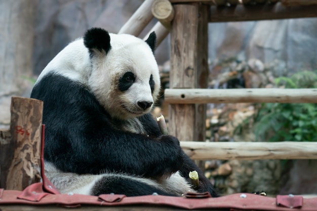 ジャイアントパンダは公園で竹を食べる。